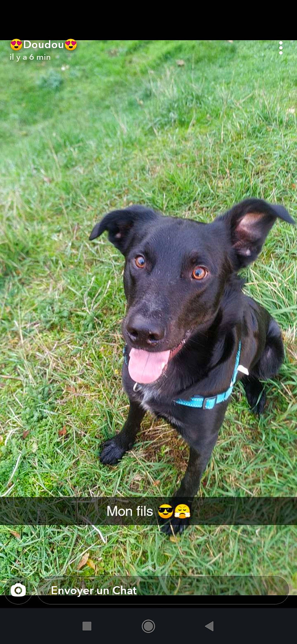 Blacko a rejoint le concours — aidez-le/la à gagner de superbes lots ! canidae, carnivore, collar, companion_dog, dog, dog_breed, dog_collar, grass, grass_family, grassland, green, liver, mammal, pet_supply, prairie, snout, sporting_group, tongue, whiskers, working_animal