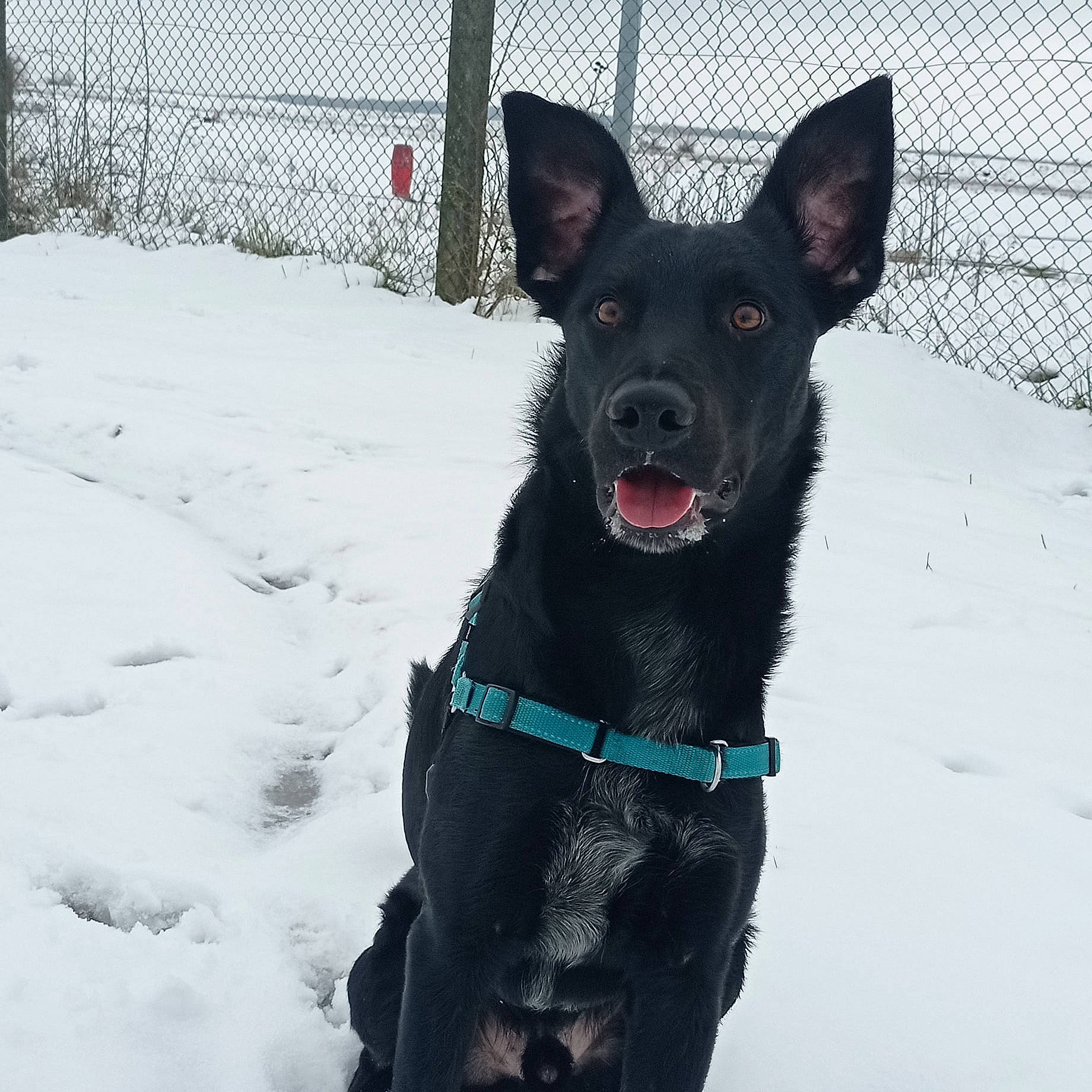 Blacko a rejoint le concours — aidez-le/la à gagner de superbes lots ! canidae, carnivore, chain_link_fencing, collar, dog, dog_breed, dog_collar, dog_supply, freezing, guard_dog, jaw, mesh, pet_supply, precipitation, snout, snow, sporting_group, tongue, winter, wire_fencing