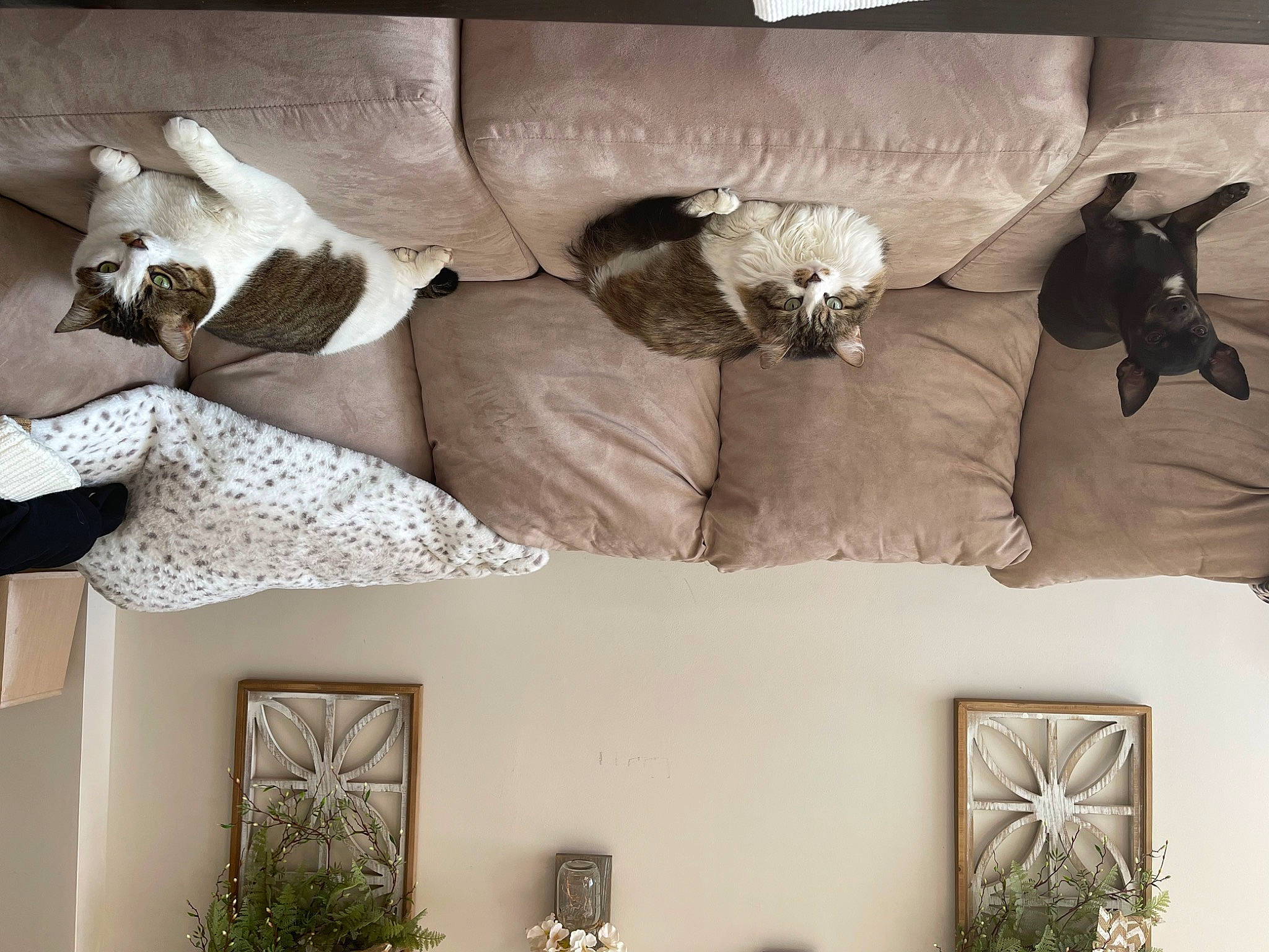 Bella joined the competition — help win amazing prizes! carnivore, comfort, companion_dog, couch, floor, flooring, grey, houseplant, interior_design, lamp, lighting, linens, living_room, picture_frame, plant, property, rectangle, wall, white, wood