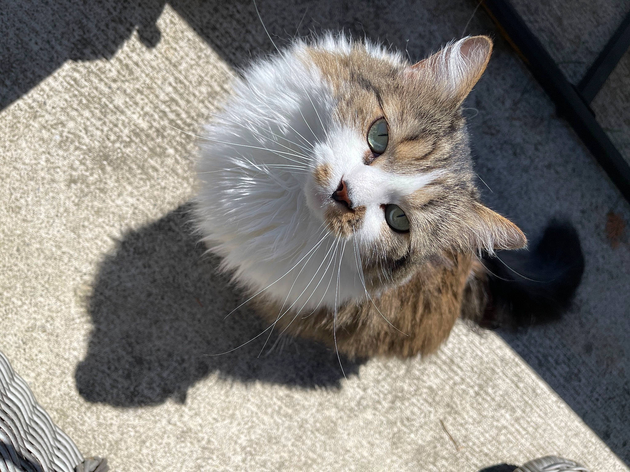 Bella joined the competition — help win amazing prizes! asphalt, carnivore, cat, claw, concrete, domestic_short_haired_cat, fawn, felidae, fur, grass, paw, photo_caption, road_surface, small_to_medium_sized_cats, tail, terrestrial_animal, whiskers, wildlife, window