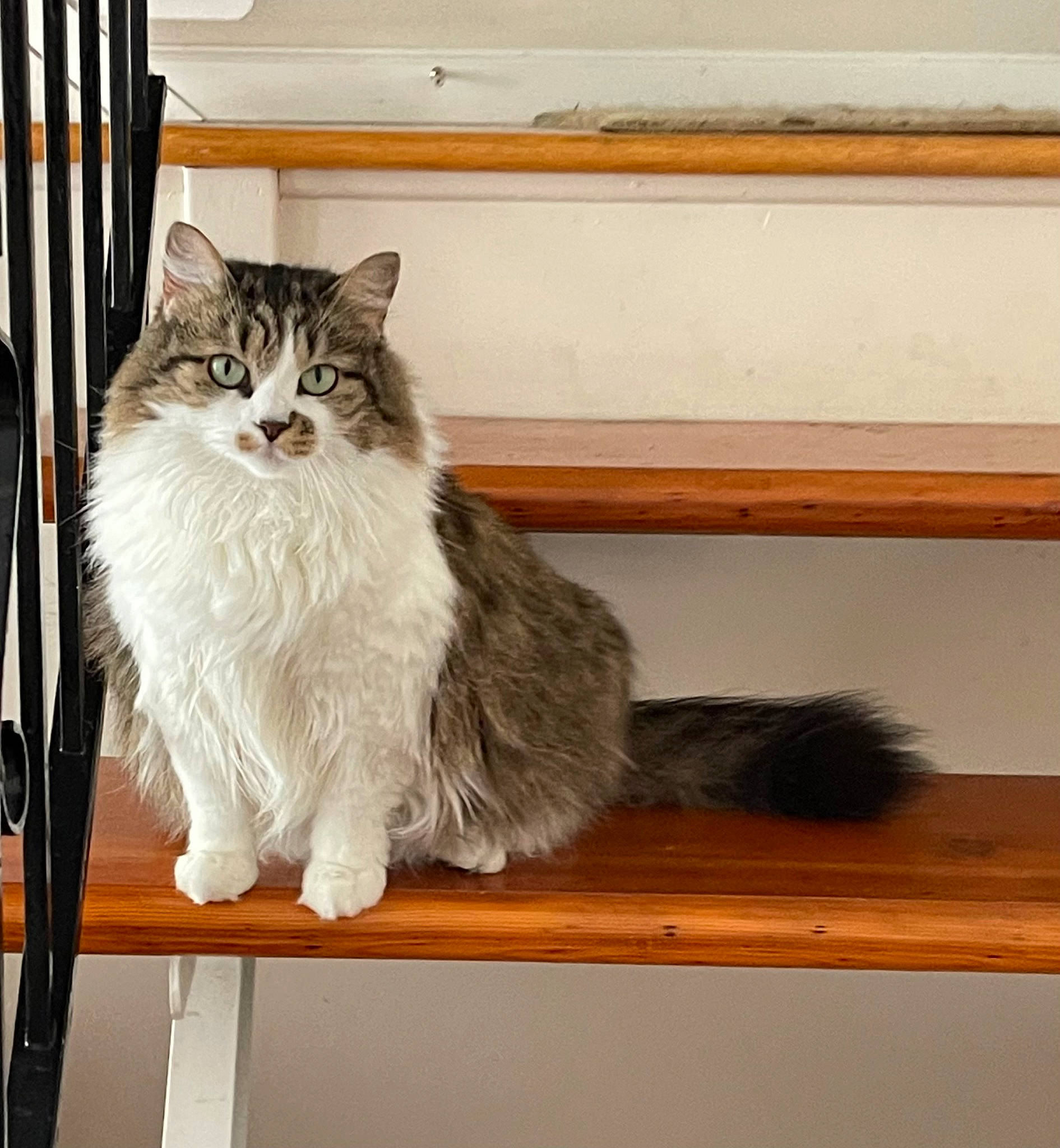Bella joined the competition — help win amazing prizes! box, carnivore, cat, claw, domestic_short_haired_cat, felidae, flooring, fur, hardwood, maine_coon, paw, shelf, small_to_medium_sized_cats, snout, tail, terrestrial_animal, whiskers, window, wood, wood_stain