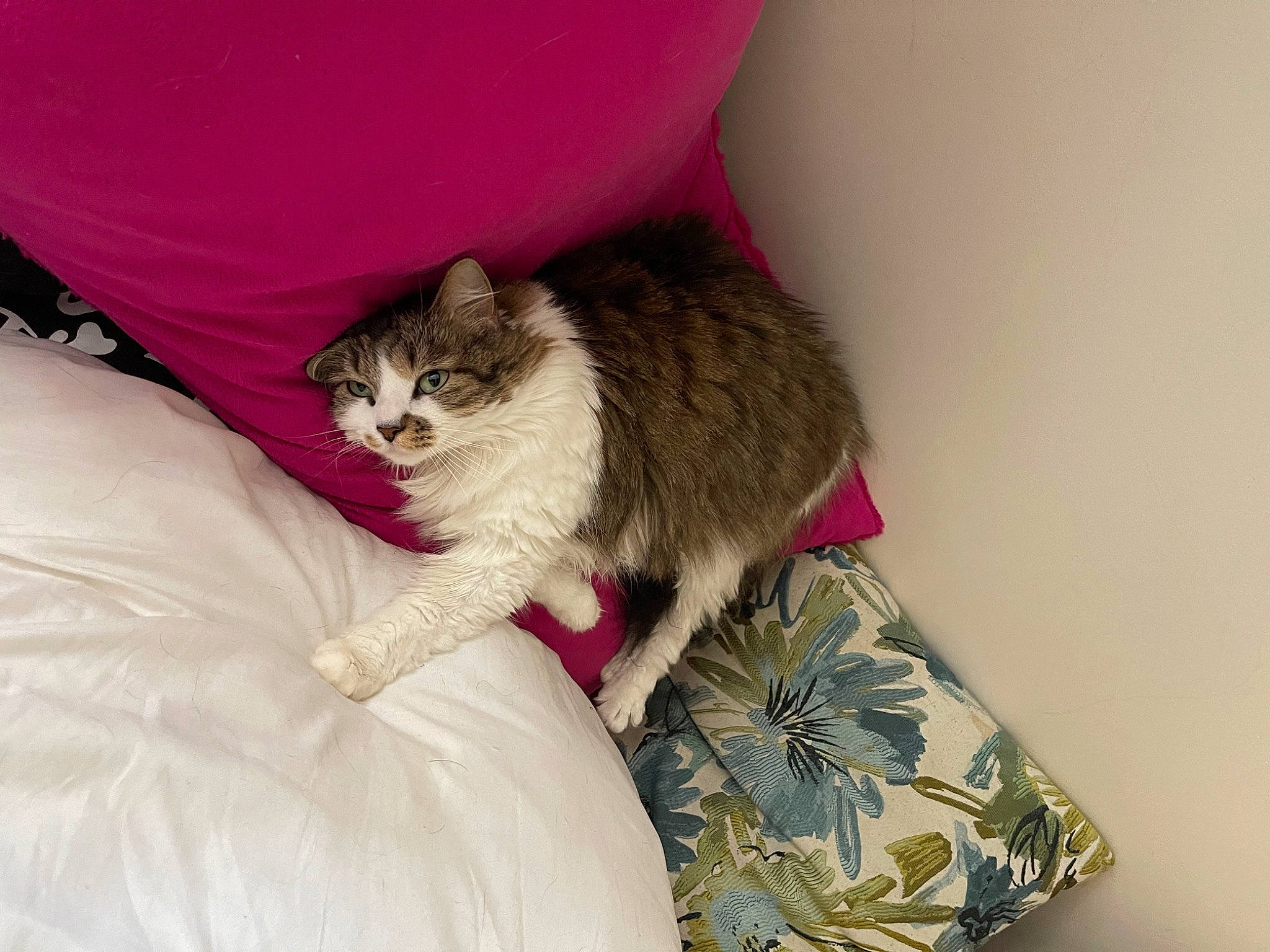 Bella is registered to the contest to win money with this photo: carnivore, cat, cat_bed, cat_supply, comfort, couch, domestic_short_haired_cat, fawn, felidae, fur, linens, paw, plant, sitting, small_to_medium_sized_cats, snout, tail, tree, vehicle, whiskers