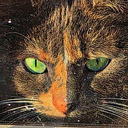 Ivy is registered to the contest to win money with this photo: cat, green_eyes, close_up, face, fur, whiskers, window, reflection, sunlight, animal, pet, looking, portrait, mammal, domestic_animal, curious, nose, ears, nature, outdoor