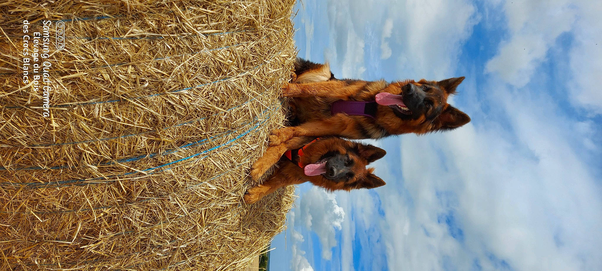 Skye a rejoint le concours — aidez-le/la à gagner de superbes lots ! agriculture, cloud, fur, grass, harvest, hat, hay, people_in_nature, plant, sky, tree, trunk, twig, wildlife, winter, wood