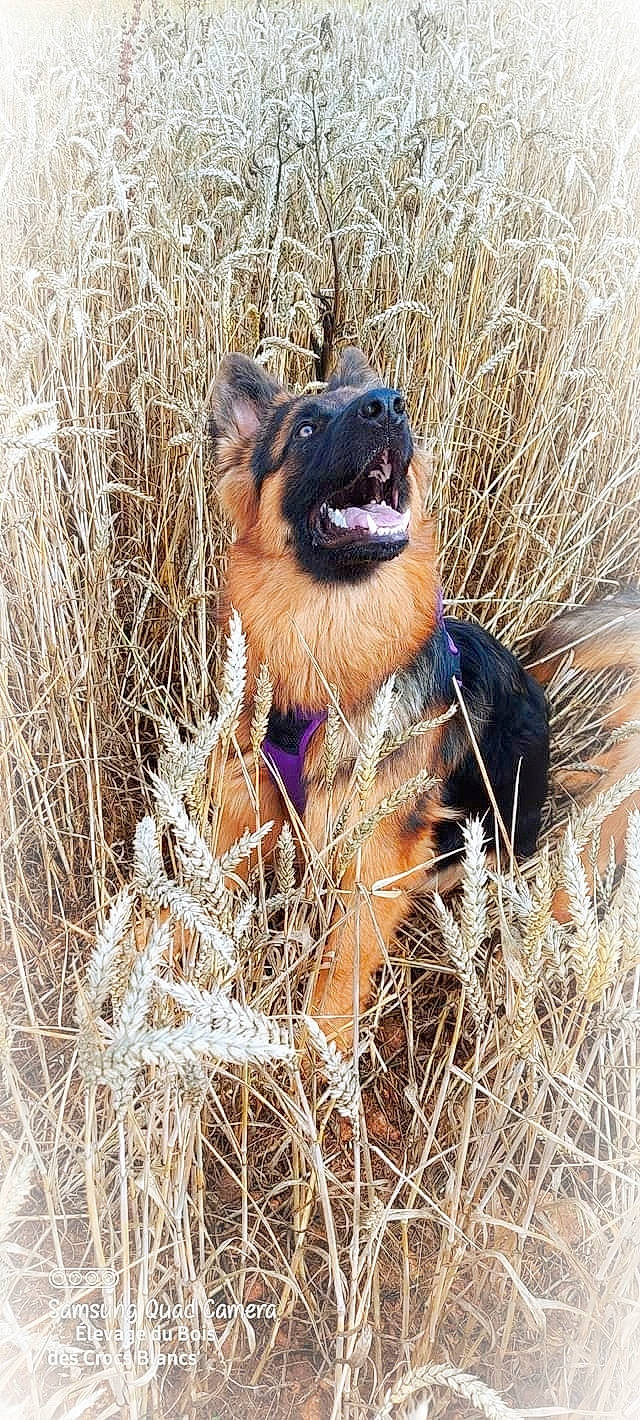 Sue'Ann a rejoint le concours — aidez-le/la à gagner de superbes lots ! canidae, carnivore, companion_dog, dog, dog_breed, dog_supply, fawn, fur, grass, grass_family, liver, natural_material, plant, snout, sporting_group, terrestrial_animal, whiskers, wildlife, working_animal