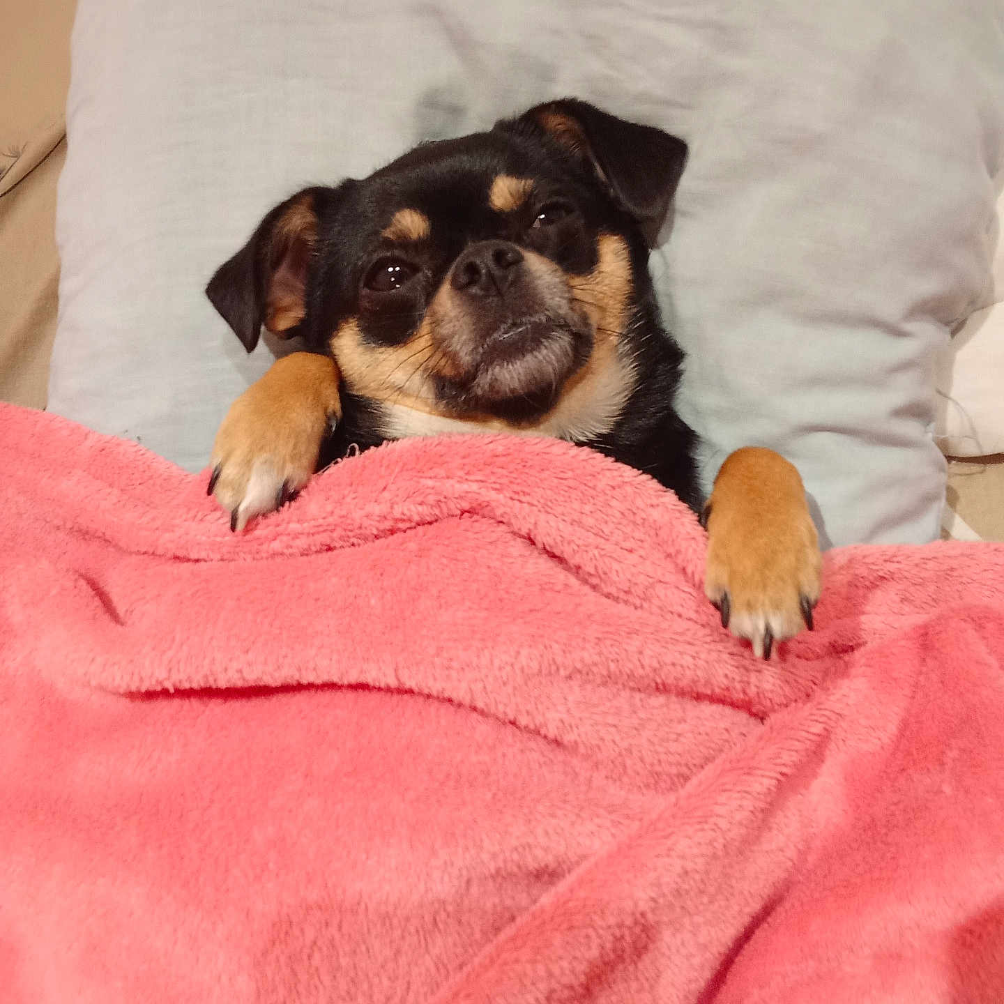 Chanelle participe au concours pour gagner de l'argent avec cette photo : animal, bed, black_and_tan, blanket, comfort, cozy, cute, dog, fur, indoor, lying_down, paw, pet, pillow, pink, relaxed, resting, sleepy, small_dog, soft