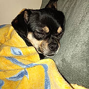 Chanelle a rejoint le concours — aidez-le/la à gagner de superbes lots ! dog, sleeping, blanket, yellow_blanket, black_dog, small_dog, couch, cozy, nap, resting, fur, pet, indoor, closeup, cute, animal, canine, relaxing, snuggled, domestic