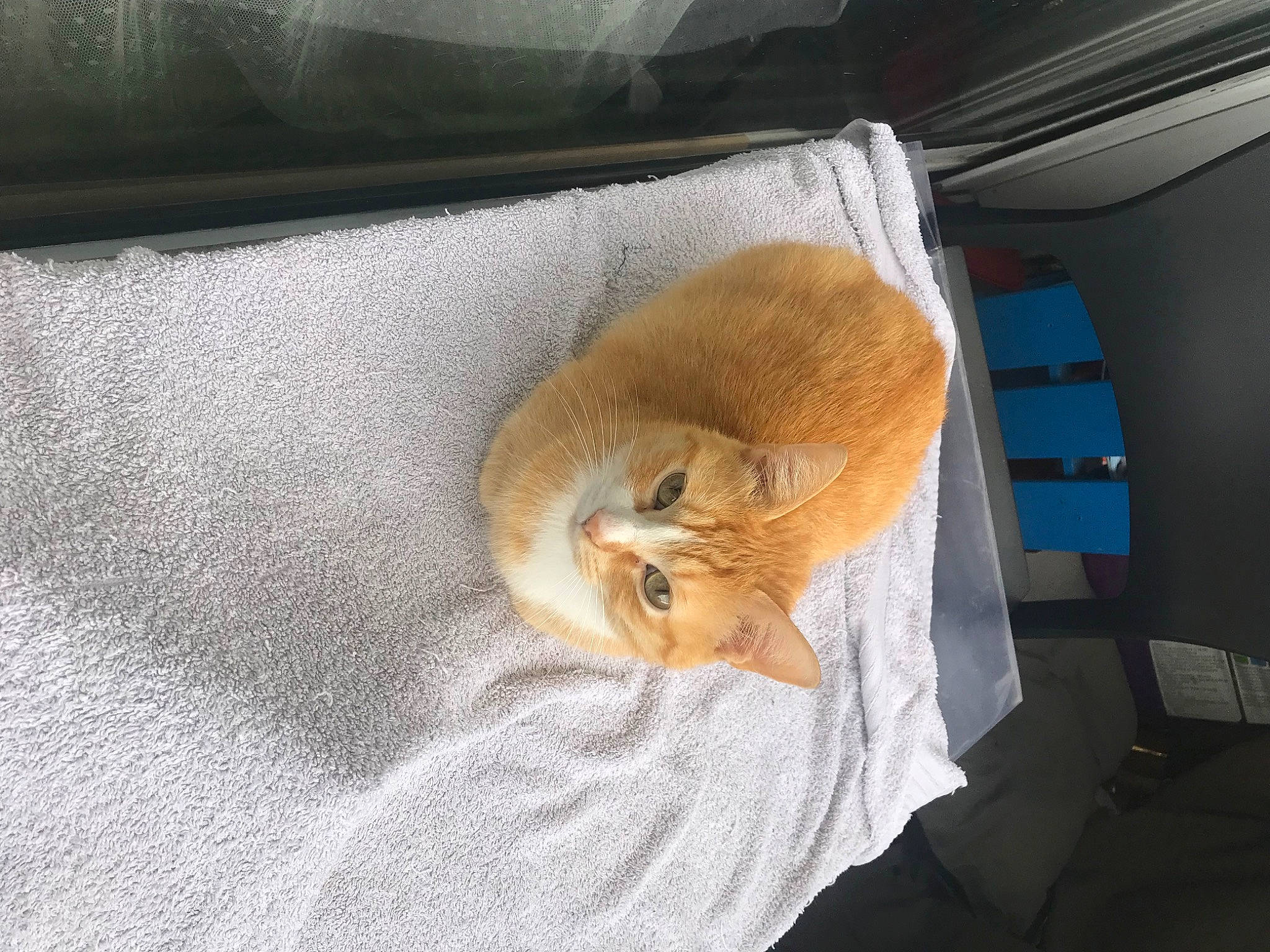 Malho Et Django participe au concours pour gagner de l'argent avec cette photo : canidae, carnivore, cat, comfort, companion_dog, domestic_short_haired_cat, fawn, felidae, fur, linens, nap, room, sleep, small_to_medium_sized_cats, snout, sporting_group, tail, terrestrial_animal, whiskers, wood