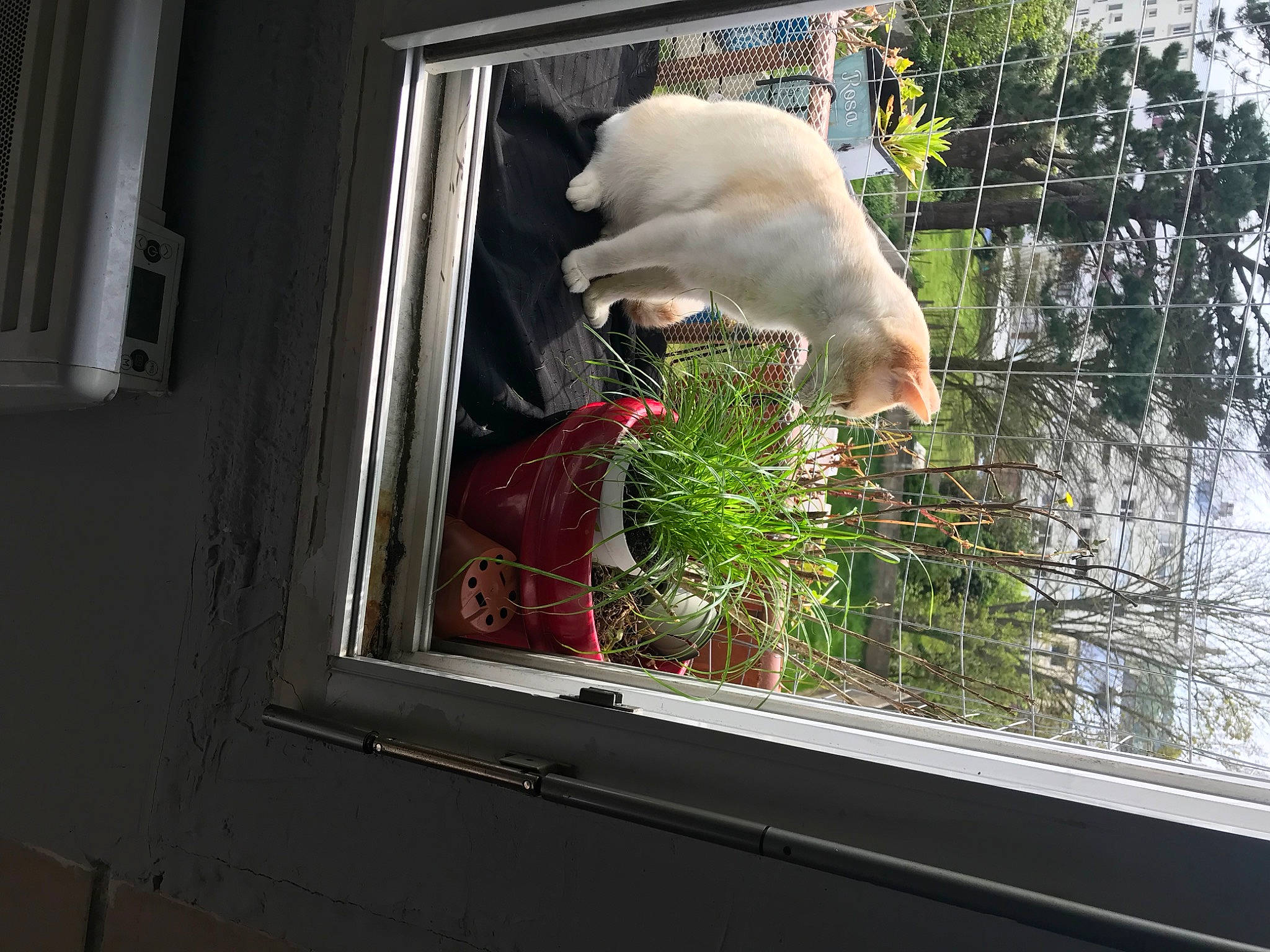 Malho Et Django a rejoint le concours — aidez-le/la à gagner de superbes lots ! carnivore, cat, facade, felidae, glass, grass, house, plant, rectangle, room, sash_window, shade, small_to_medium_sized_cats, tail, tints_and_shades, whiskers, window, window_covering, window_treatment, wood