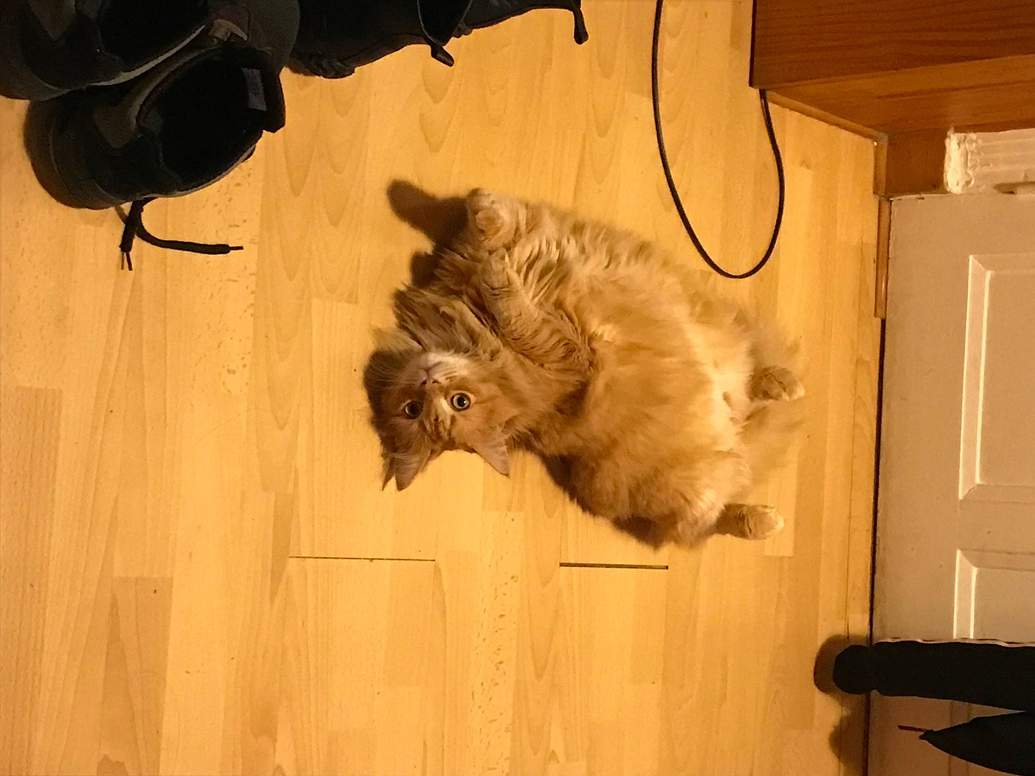 Bibou participe au concours pour gagner de l'argent avec cette photo : bat, canidae, carnivore, cat, domestic_short_haired_cat, door, fawn, felidae, flooring, fur, hardwood, room, small_to_medium_sized_cats, snout, sporting_group, tail, terrestrial_animal, whiskers, window, wood