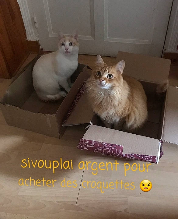 Bibou a rejoint le concours — aidez-le/la à gagner de superbes lots ! box, carnivore, cat, cat_supply, domestic_short_haired_cat, fawn, felidae, font, fur, hardwood, internet_meme, paw, pet_supply, photo_caption, ragdoll, rectangle, room, small_to_medium_sized_cats, tail, whiskers