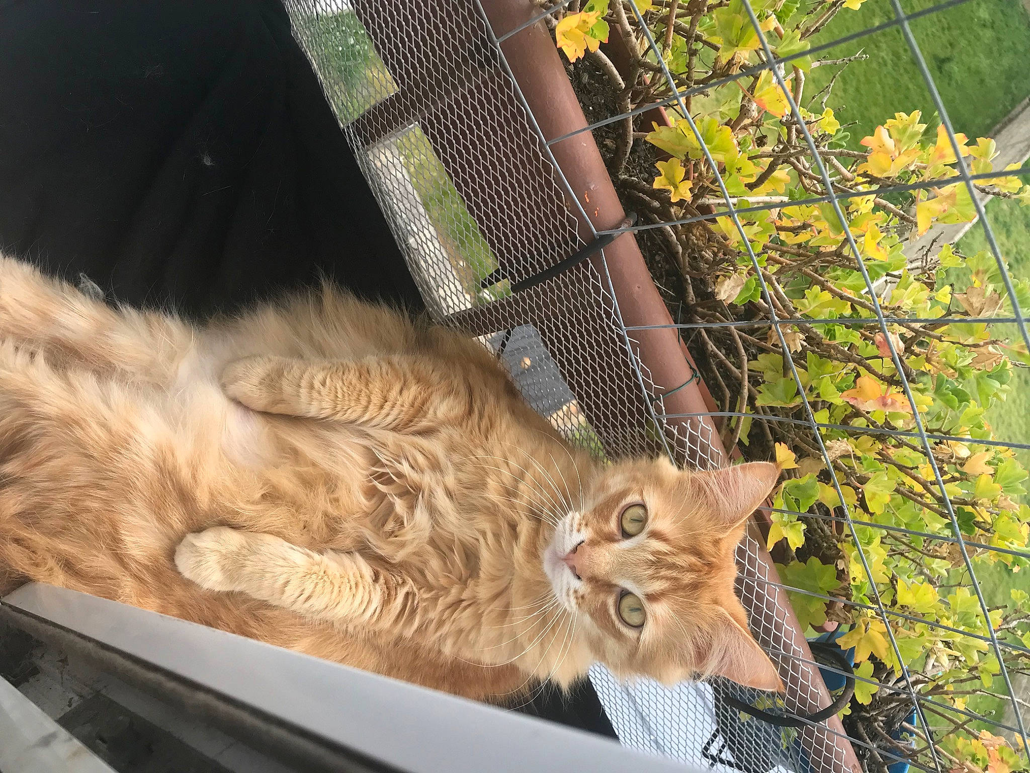 Bibou a rejoint le concours — aidez-le/la à gagner de superbes lots ! carnivore, cat, domestic_short_haired_cat, fawn, felidae, fur, grass, house, pet_supply, plant, small_to_medium_sized_cats, snout, tail, tree, trunk, twig, whiskers, wildlife, window, wood