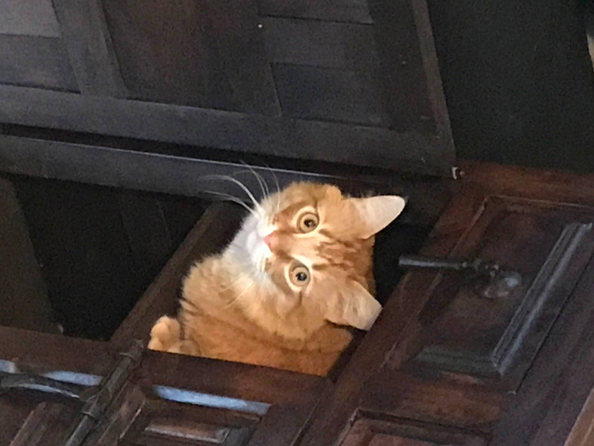 Bibou a rejoint le concours — aidez-le/la à gagner de superbes lots ! cardboard, carnivore, cat, claw, domestic_short_haired_cat, eye, fawn, felidae, flooring, fur, hardwood, paw, sitting, small_to_medium_sized_cats, snout, tail, whiskers, window, wood