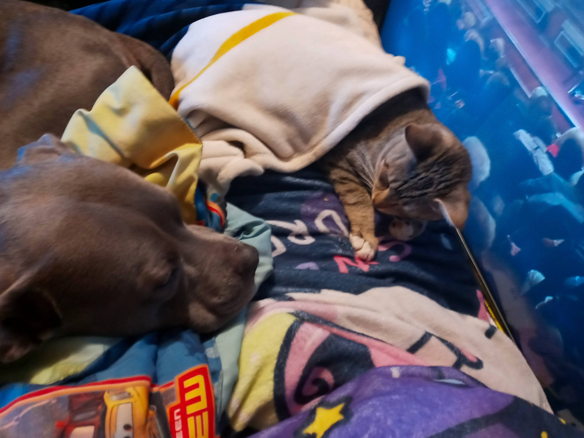 Cadillac joined the competition — help win amazing prizes! bag, canidae, carnivore, comfort, companion_dog, dog, dog_breed, dog_supply, fur, guard_dog, linens, liver, nap, pointing_breed, sleep, sporting_group, vertebrate, window, working_animal