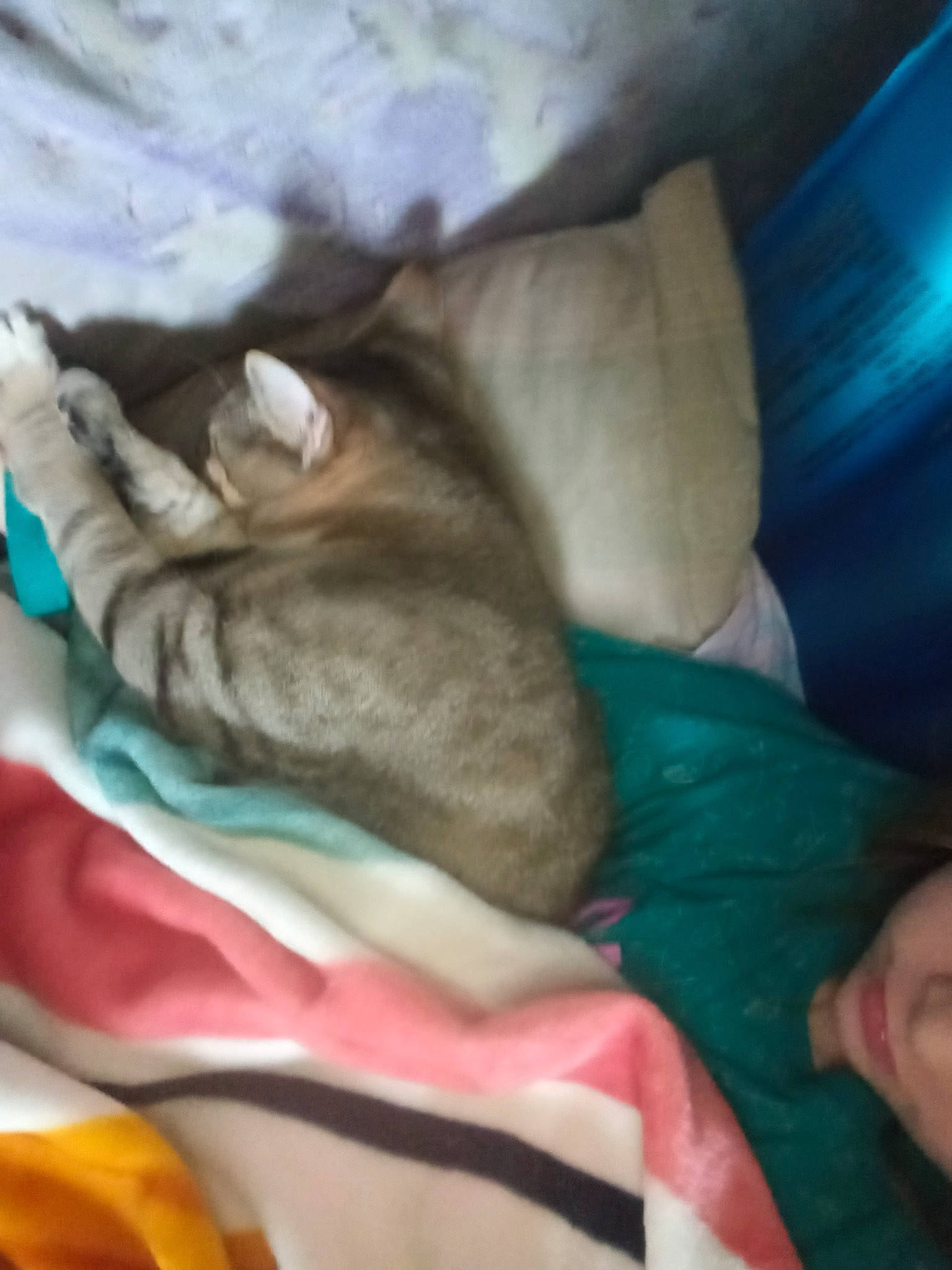 Cadillac joined the competition — help win amazing prizes! bedding, blanket, canidae, carnivore, cat, comfort, companion_dog, dog_breed, domestic_short_haired_cat, fawn, felidae, fur, linens, nap, paw, small_to_medium_sized_cats, sporting_group, tail, vertebrate, whiskers