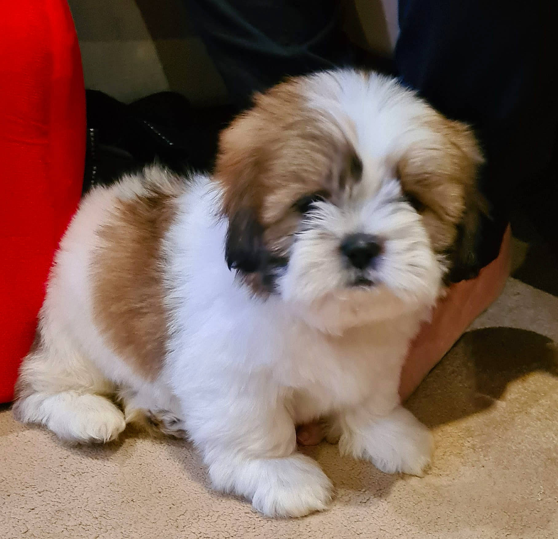 Crumpet is registered to the contest to win money with this photo: canidae, carnivore, companion_dog, dog, dog_breed, door, fur, liver, mal_shi, maltepoo, non_sporting_group, puppy, shih_poo, shih_tzu, snout, sporting_group, terrestrial_animal, terrier, toy_dog, working_animal