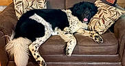 Bear joined the competition — help win amazing prizes! dogs, black_dog, spotted_dog, large_breed, pets, canine, couch, leather_couch, pillows, blanket, indoors, living_room, relaxed, lying_down, happy, tongue_out, fluffy_tail, black_and_white, wood_floor, pet_portrait