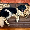 dogs, black_dog, spotted_dog, large_breed, pets, canine, couch, leather_couch, pillows, blanket, indoors, living_room, relaxed, lying_down, happy, tongue_out, fluffy_tail, black_and_white, wood_floor, pet_portrait