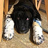 Bear is registered to the contest to win money with this photo: dog, puppy, black_and_white, fluffy, spotted_paws, lying_down, under_chair, indoor, floor, wooden_chair, pet, animal, portrait, closeup, sleepy, cute, furry, nose, eyes, home