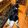 Bear is registered to the contest to win money with this photo: dog, black_and_white, fluffy, long_hair, lying_down, floor, hardwood_floor, indoor, home, rustic, wooden_furniture, bench, table, rug, pet_gate, portrait, animal, relaxed, stretched_legs, cozy