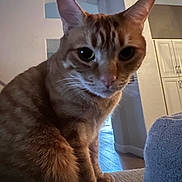 Oliver joined the competition — help win amazing prizes! cat, ginger_cat, orange_fur, whiskers, ears, big_eyes, close_up, portrait, paws, indoor, living_room, couch, furniture, domestic_cat, pet, curious, cozy, low_light, soft_light, home_interior