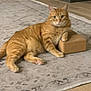 cat, ginger_cat, tabby, indoor, rug, floor, paw, block, pet, animal, feline, relaxed, curious, resting, home, cozy, cute, domestic, orange, striped