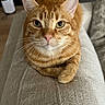 cat, orange_cat, tabby, pet, whiskers, close_up, portrait, feline, couch, furniture, indoor, domestic, paw, eyes, ears, nose, fur, sitting, cozy, looking_up