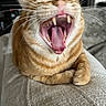 cat, orange_tabby, yawning, pet, whiskers, tongue, teeth, indoor, sofa, blanket, close_up, feline, paws, fur, domestic_cat, cozy, mouth_open, portrait, relaxing, living_room
