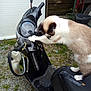 Tara a rejoint le concours — aidez-le/la à gagner de superbes lots ! cat, scooter, reflection, outdoor, gravel, fence, handlebar, mirror, pet, animal, curious, black, white, brown, seat, vehicle, daylight, grass, garden, playful