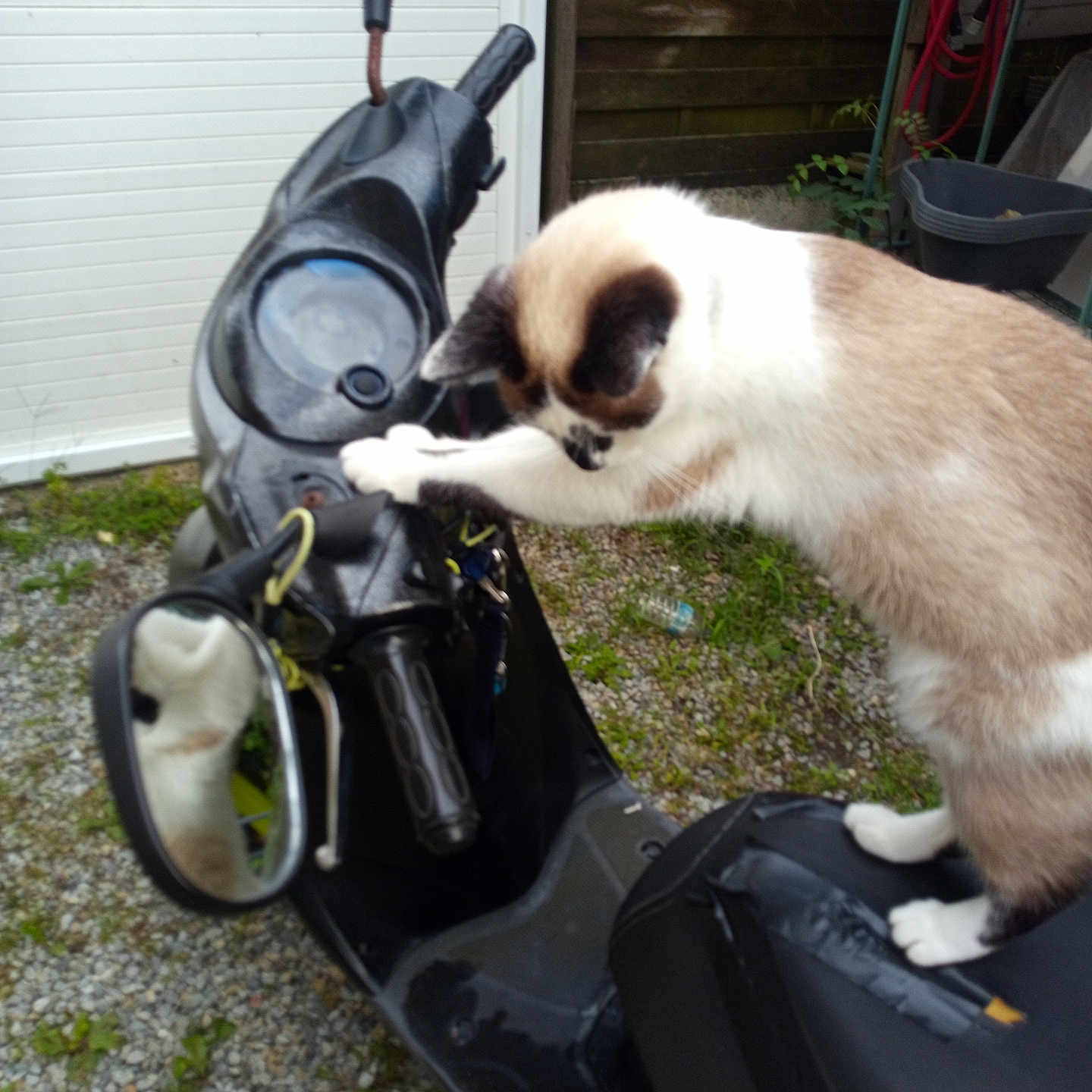 Tara a rejoint le concours — aidez-le/la à gagner de superbes lots ! animal, black, brown, cat, curious, daylight, fence, garden, grass, gravel, handlebar, mirror, outdoor, pet, playful, reflection, scooter, seat, vehicle, white