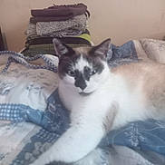 Tara a rejoint le concours — aidez-le/la à gagner de superbes lots ! cat, bed, blanket, towel, furniture, indoor, pet, resting, stretching, animal, fur, cozy, home, sleepy, domestic, comfort, pattern, relaxation, stack, textile