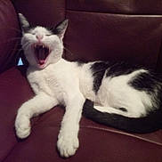 Voltige a rejoint le concours — aidez-le/la à gagner de superbes lots ! cat, black_and_white, yawning, pet, indoor, leather_couch, feline, resting, animal, cute, mouth_open, whiskers, relaxed, paw, fur, domestic_animal, sleepy, household, cozy, mammal