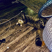 Cherokee is registered to the contest to win money with this photo: animal, bicycle_wheel, carpet, cat, charging_cable, cozy, eyes, feline, flooring, fur, home, indoor, knitted_pouf, pet, reflection, relaxing, tabby_cat, tail, whiskers, wooden_floor