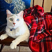 Bowie is registered to the contest to win money with this photo: cat, white_cat, heterochromia, blue_eye, green_eye, chair, blanket, plaid, red_blanket, wooden_chair, indoor, pet, feline, decorative_pillow, peacock_design, relaxed, close_up, fur, whiskers, collar