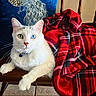 blanket, blue_eye, cat, chair, close_up, collar, decorative_pillow, feline, fur, green_eye, heterochromia, indoor, peacock_design, pet, plaid, red_blanket, relaxed, whiskers, white_cat, wooden_chair