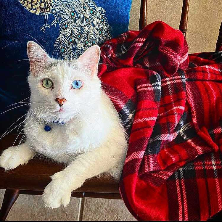 Bowie is registered to the contest to win money with this photo: cat, white_cat, heterochromia, blue_eye, green_eye, chair, blanket, plaid, red_blanket, wooden_chair, indoor, pet, feline, decorative_pillow, peacock_design, relaxed, close_up, fur, whiskers, collar