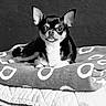 alert, animal, bed, blanket, canine, chihuahua, companion, cozy, cute, dog, domestic_animal, ears, fur, indoor, lying_down, monochrome, pet, portrait, resting, small_dog