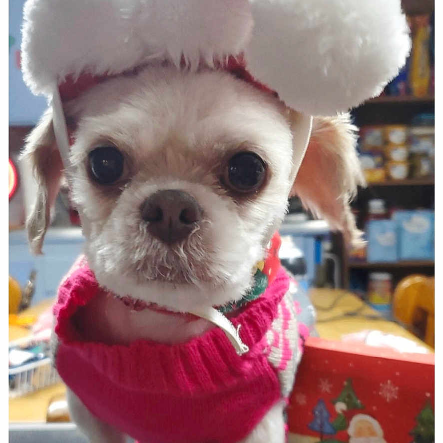 Minnie joined the competition — help win amazing prizes! animal, baby, businesscard, canine, chihuahua, clothing, costume, dog, hat, hound, paper, person, pet, plush, poodle, puppy, terrier, text, toy, whitedog