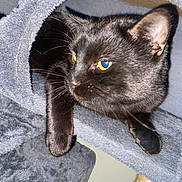 Binx is registered to the contest to win money with this photo: black_cat, cat, feline, pet, animal, whiskers, ears, glowing_eyes, fur, short_hair, lounging, lying_down, blanket, fabric, cozy, indoor, closeup, portrait, playful, relaxed