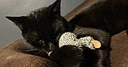 Binx joined the competition — help win amazing prizes! cat, black_cat, sleeping, resting, furry, whiskers, yellow_eye, pet, animal, toy, plush_toy, cushion, sofa, indoor, cozy, relaxed, close_up, dark_fur, curled_up, home