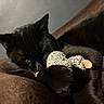cat, black_cat, sleeping, resting, furry, whiskers, yellow_eye, pet, animal, toy, plush_toy, cushion, sofa, indoor, cozy, relaxed, close_up, dark_fur, curled_up, home