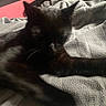 Binx joined the competition — help win amazing prizes! cat, black_cat, pet, feline, animal, whiskers, ears, tail, fur, lying_down, sleeping, relaxed, blanket, bed, indoors, home, cozy, portrait, dark_lighting, cuddle