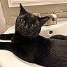 Binx joined the competition — help win amazing prizes! black_cat, cat, feline, pet, animal, portrait, close_up, green_eyes, whiskers, pointed_ears, fur, lying_down, relaxed, sink, bathroom, faucet, ceramic, indoor, domestic_animal, funny_pose