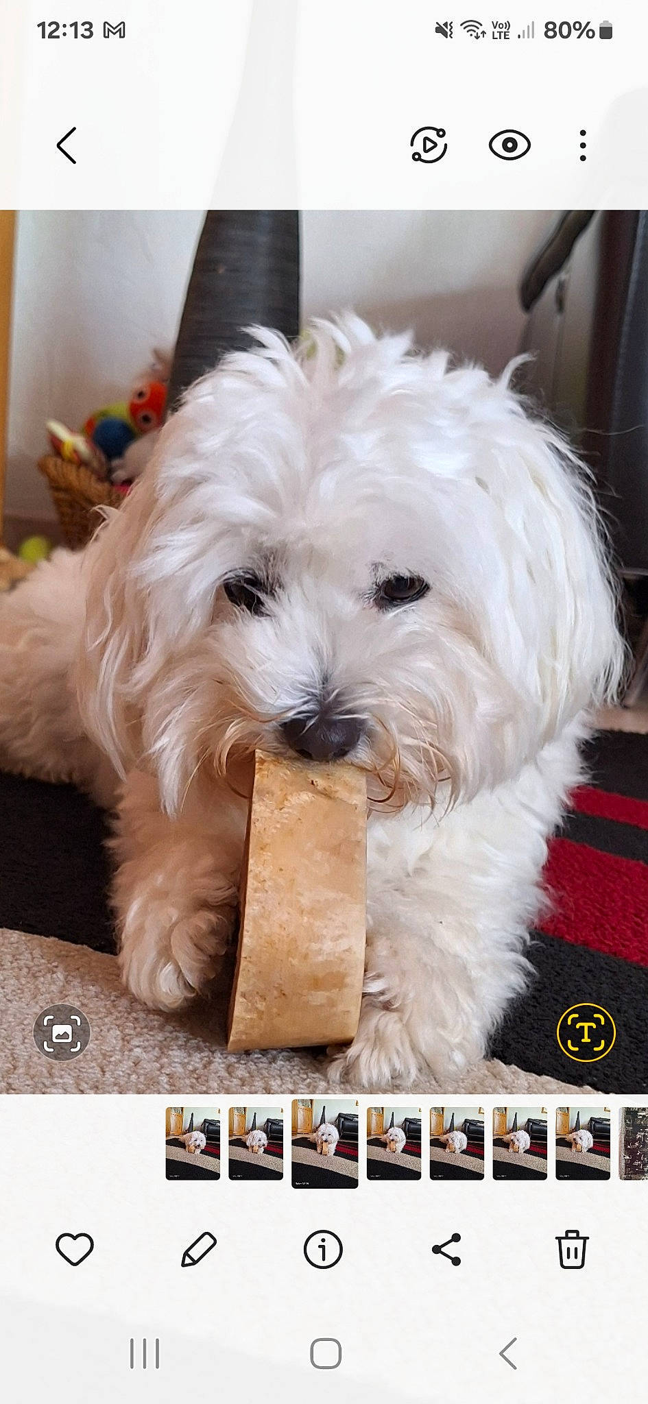 Suzinette participe au concours pour gagner de l'argent avec cette photo : canidae, carnivore, companion_dog, dog, dog_breed, dog_collar, dog_supply, fur, maltepoo, non_sporting_group, rectangle, small_terrier, snout, sporting_group, terrier, toy_dog, working_animal, yorkipoo