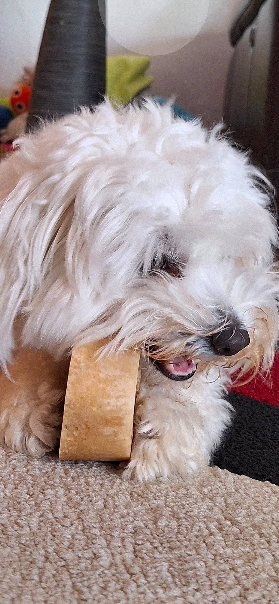 Suzinette a rejoint le concours — aidez-le/la à gagner de superbes lots ! canidae, carnivore, companion_dog, dog, dog_breed, dog_collar, dog_supply, ear, eyewear, fawn, fur, liver, natural_material, small_terrier, snout, sporting_group, sunglasses, terrier, toy_dog, working_animal