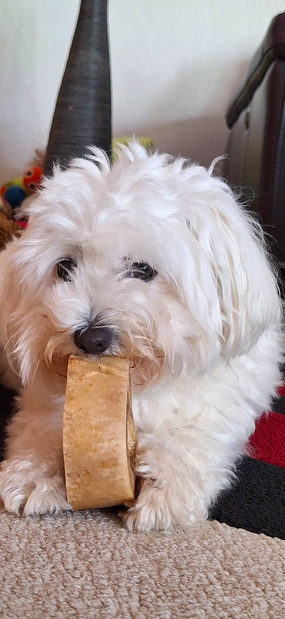 Suzinette participe au concours pour gagner de l'argent avec cette photo : canidae, carnivore, companion_dog, dog, dog_breed, dog_collar, fur, maltepoo, non_sporting_group, small_terrier, sporting_group, terrier, toy_dog, working_animal, yorkipoo