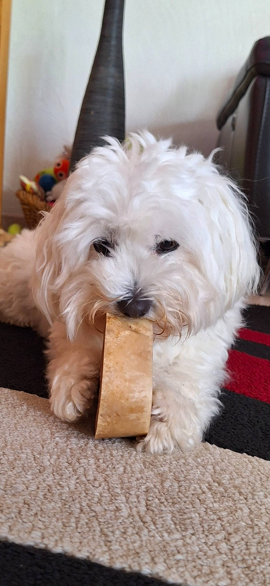 Suzinette participe au concours pour gagner de l'argent avec cette photo : canidae, carnivore, companion_dog, dog, dog_breed, dog_collar, dog_supply, fur, maltepoo, non_sporting_group, small_terrier, snout, sporting_group, terrier, toy_dog, working_animal, yorkipoo