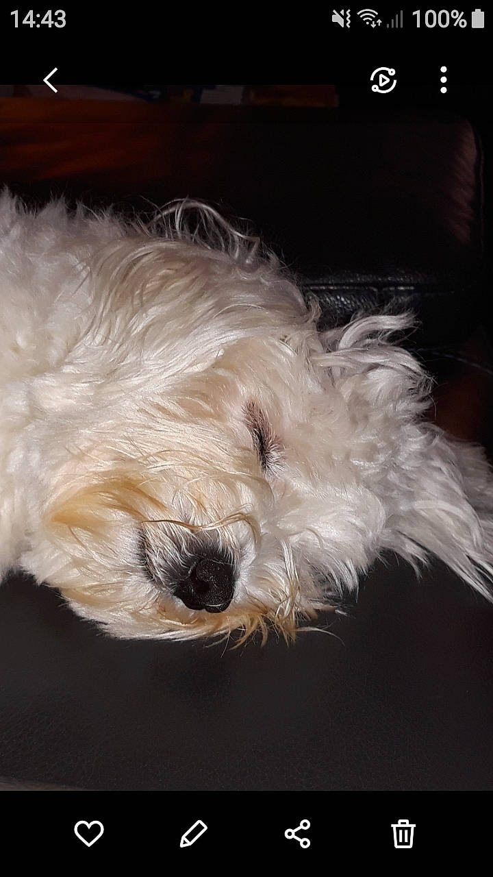 Suzie participe au concours pour gagner de l'argent avec cette photo : canidae, carnivore, companion_dog, dog, dog_breed, fur, small_terrier, snout, sporting_group, terrier, working_animal