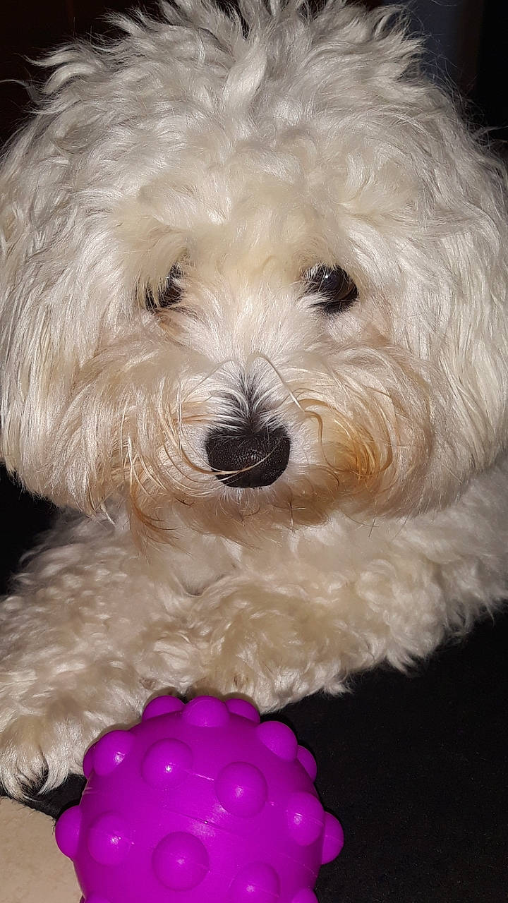 Suzie participe au concours pour gagner de l'argent avec cette photo : canidae, carnivore, companion_dog, dog, dog_breed, fur, magenta, maltepoo, non_sporting_group, poodle, shih_poo, small_terrier, snout, sporting_group, terrier, toy_dog, water_dog, white, working_animal, yorkipoo