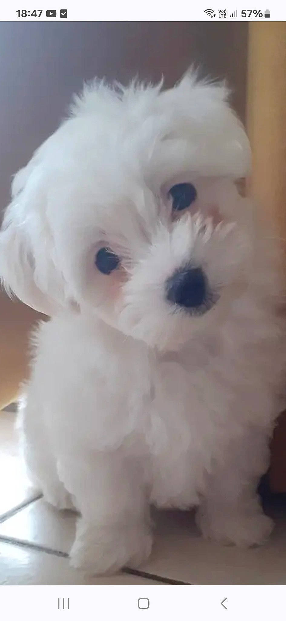 Suzie a rejoint le concours — aidez-le/la à gagner de superbes lots ! canidae, carnivore, companion_dog, dog, dog_breed, fur, mal_shi, maltepoo, non_sporting_group, plant, snout, sporting_group, toy_dog, working_animal